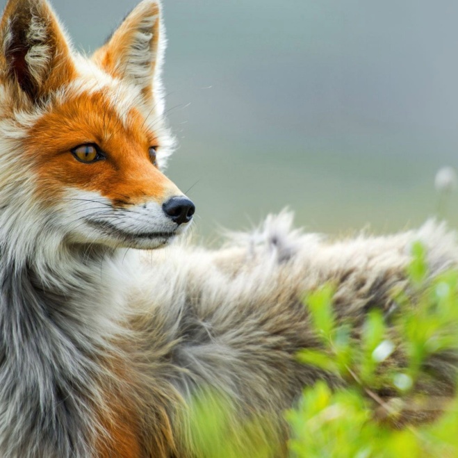 wild-fox-art-2048x2048